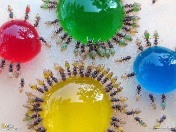 fourmis translucides.jpg