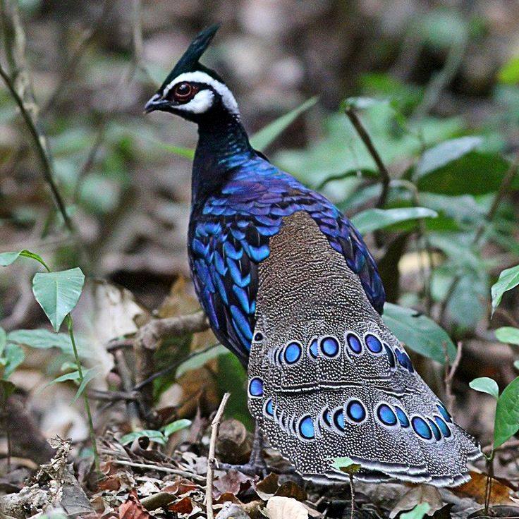 Palawan Peacock-Pheasant.jpg