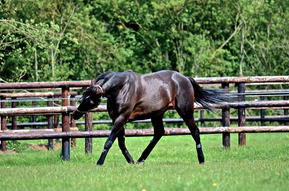 ready au paddock.jpg