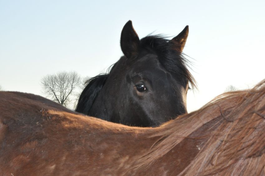 Teddy d'Aubrac_0359.jpg