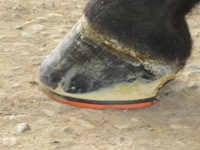 IMG_2036.jpg