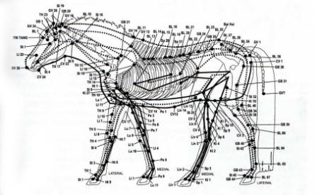 mridiens cheval001.jpg