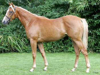 SPIRIT OF STARS (H.), Double Trigger - Sweet Egyptian.jpg