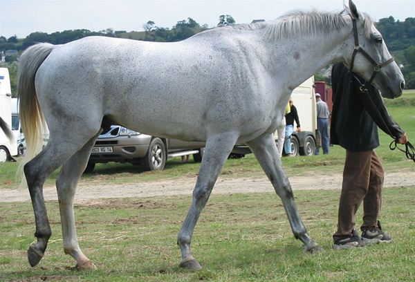 monsieurlevicomte1-granville150804.jpg