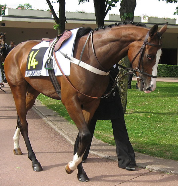 Auteuil-25mai2008-Bravou (2).jpg