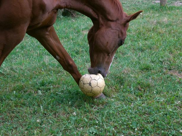 cheval footballeur.JPG