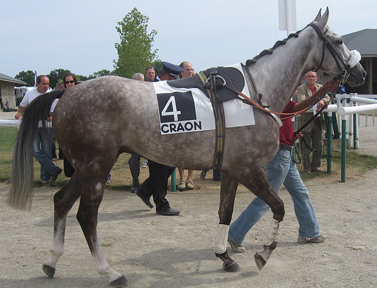 Quicody.jpg