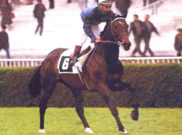 turf-le-crack-SAGACE-gagnant-du-prix-de-l-arc-de-triomphe-1984-avec-le-jockey-yves-st-martin.jpg
