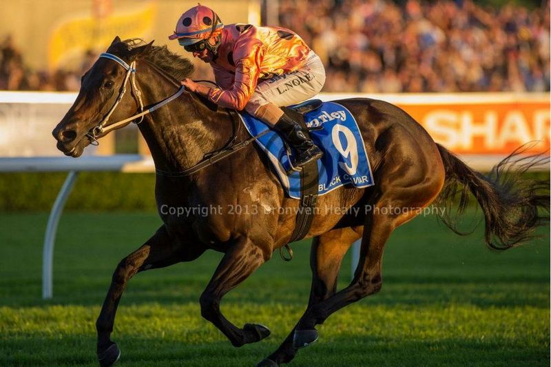 The Famous Pony. Famous at 25 for Black Caviar.JPG