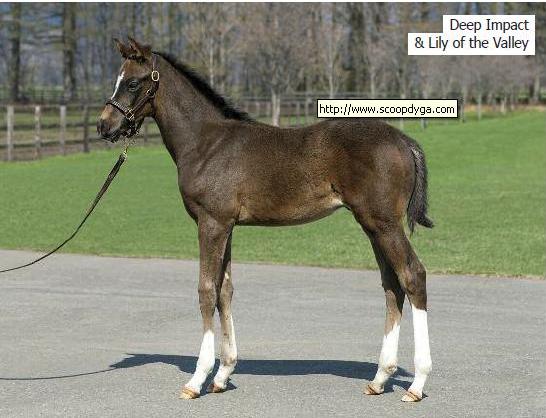 Foal Deep Impact et Lily of the Valley.JPG