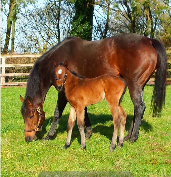 goldikova  foal femelle.JPG