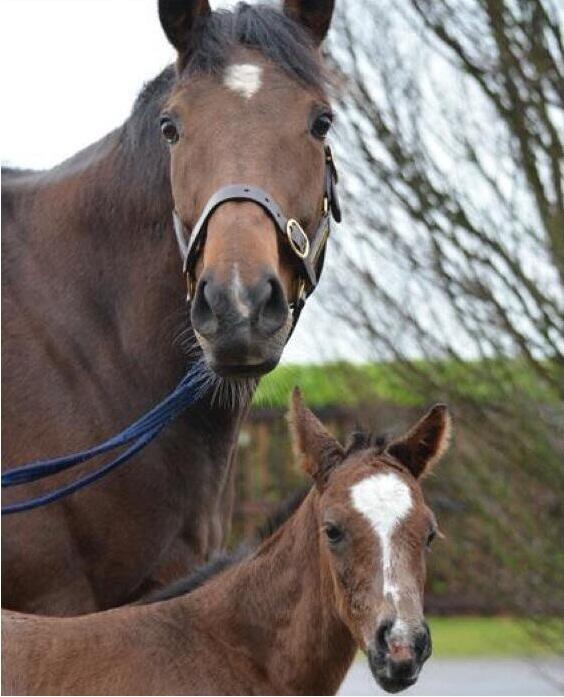 Danedream foal.jpg