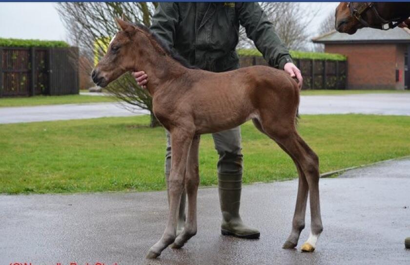 Danedream foal (2).jpg