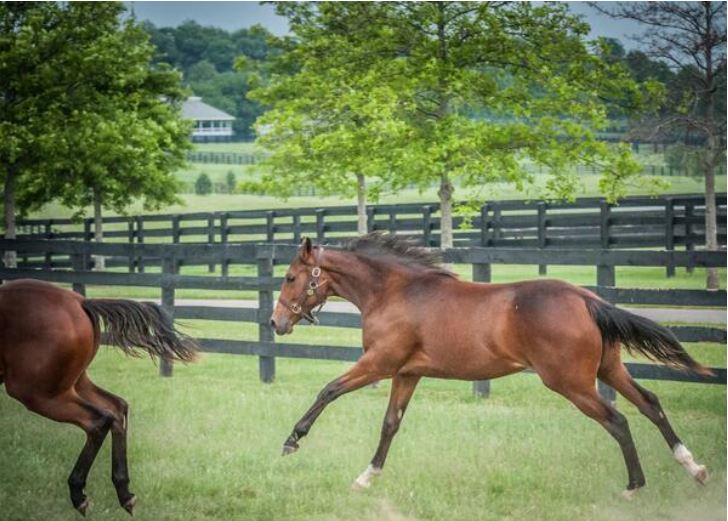 StonestreetFarm  Rachel Alexandras filly by Bernardini stretches her legs at our Yearling Division!.JPG
