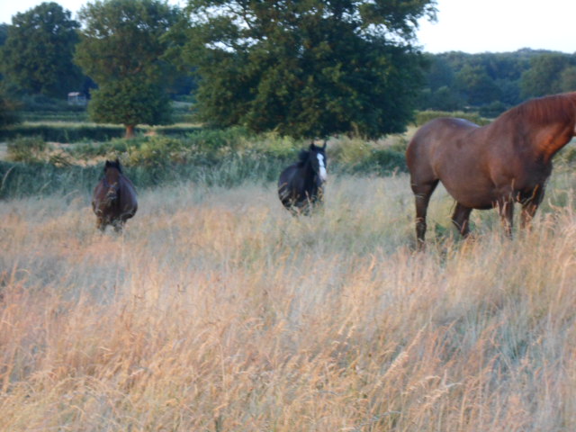Photo chevaux 15 08 2013 148.jpg