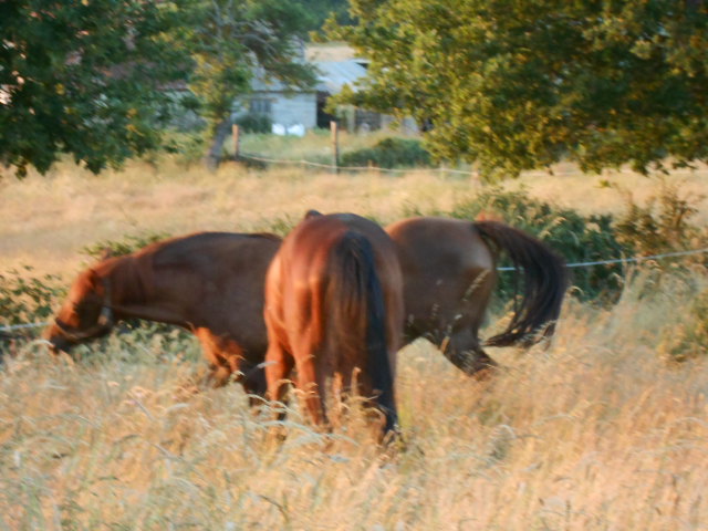 Photo chevaux 15 08 2013 150.jpg