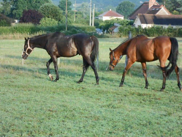 Photo chevaux 15 08 2013 337.jpg