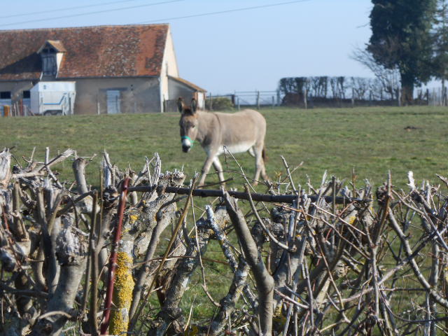 Photo chevaux 15 08 2013 565.jpg