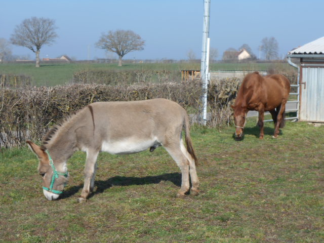 Photo chevaux 15 08 2013 569.jpg