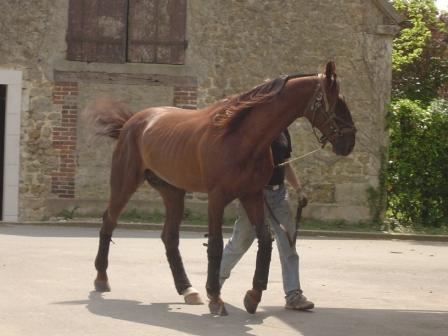 Copie de haras de ginai 002.jpg