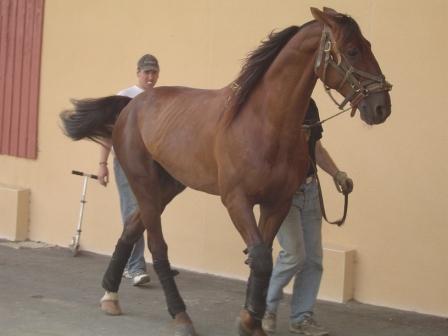 Copie de haras de ginai 003.jpg