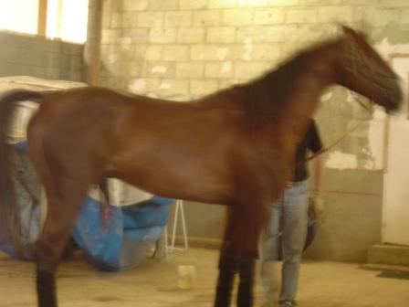 haras de ginai 009.jpg