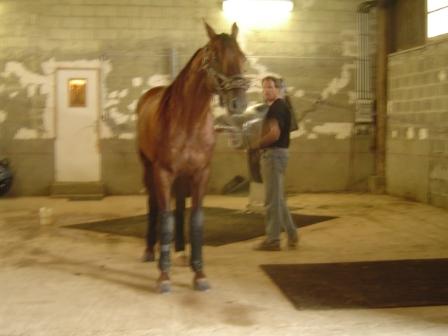 haras de ginai 012.jpg