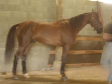 haras de ginai 007.jpg