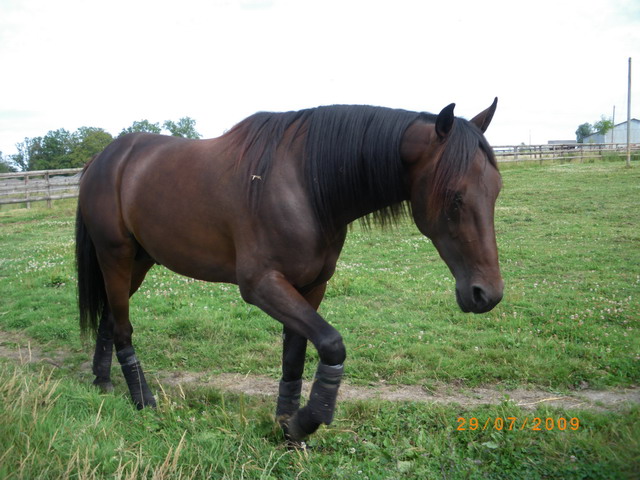 IMGP0337.jpg