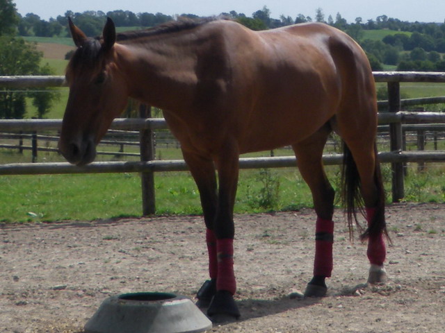 premiere steed..jpg