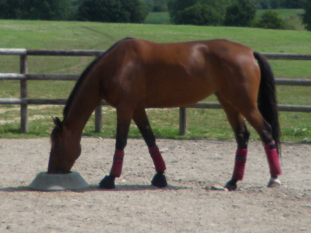 premiere steed.jpg