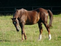 OURASI - 11.08.09 18P.jpg