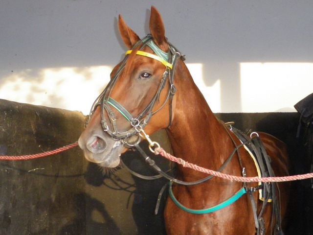 quoumba de guez.jpg