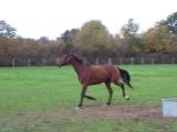 100_0482 - Copie.JPG