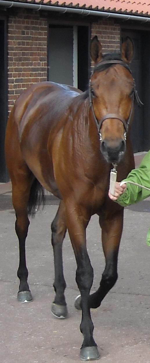 2000Guineas 3 MAKFI 5.jpg