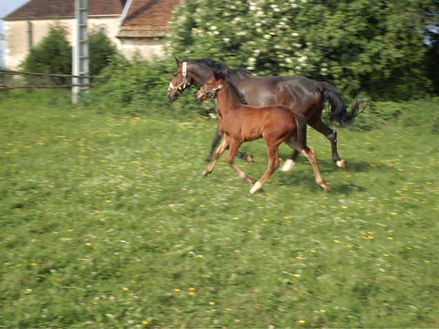 Copie de IMAG0009.JPG