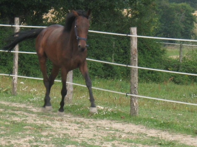 LOUNA ET PONEY AOUT 2008 003.jpg