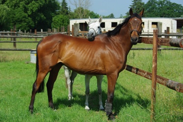 Ponette_et_son_copain[1] 2.jpg