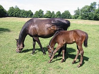 Poulinire avec son 1er foal en 2009.JPG