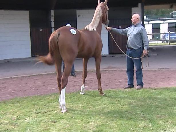 Yearlings Amiens 2007-68.jpg