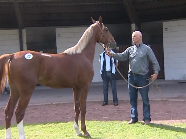 Yearlings Amiens 2007-22.jpg