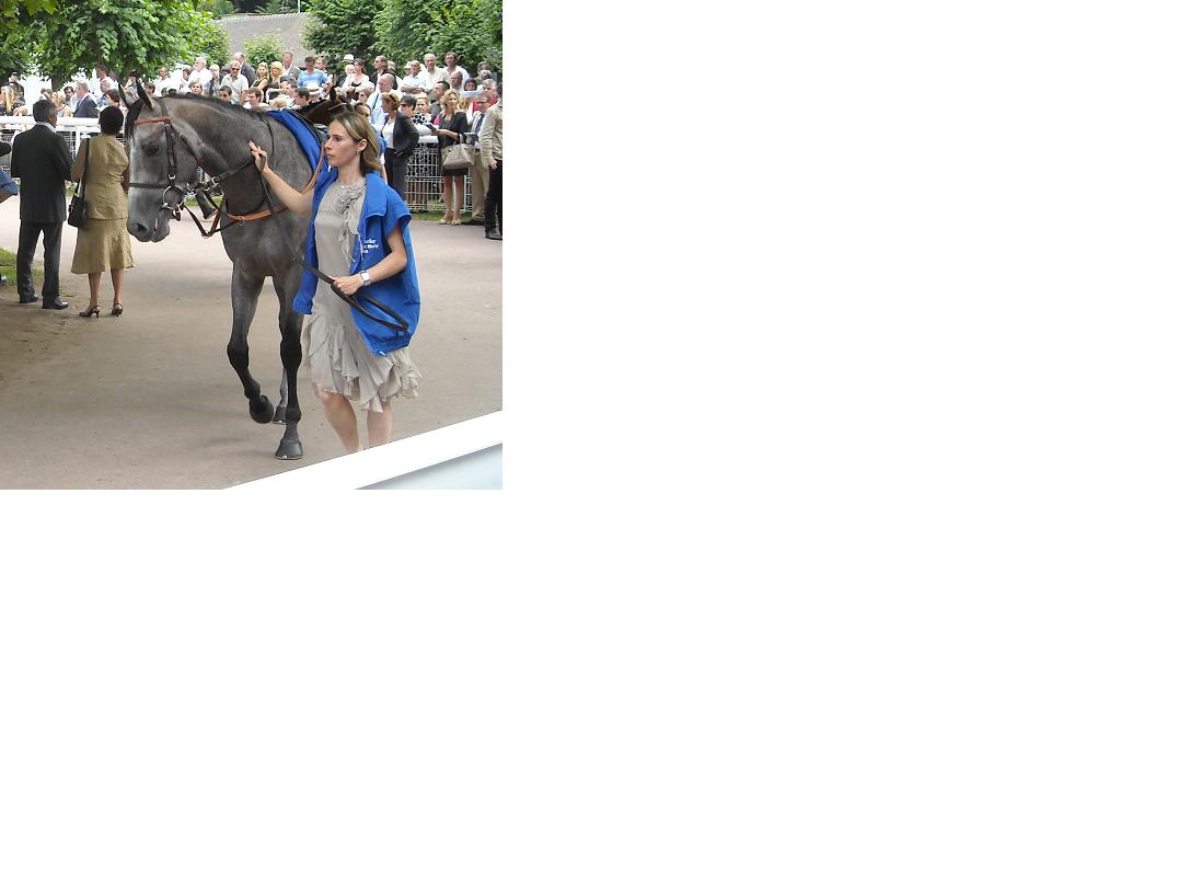 TIN HORSE.jpg