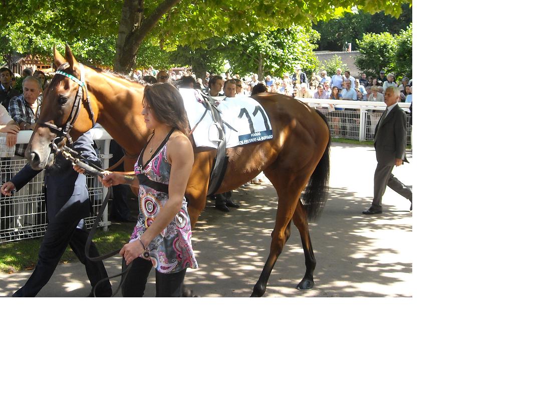 Immortal Verse Prix du Haras de Fresnay-Le-Buffard Jaques Le Marois 2011.jpg