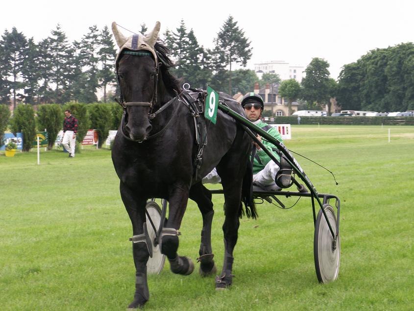 PRINCE D'ARGENT.JPG