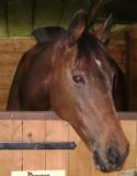 copie2 DSC00059.JPG