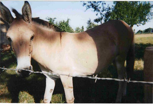 poney ane [640x480].jpg