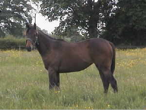 yearling-polishsummer.jpg