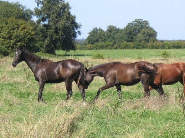 flina [640x480].jpg