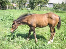 IMG_2194.JPG