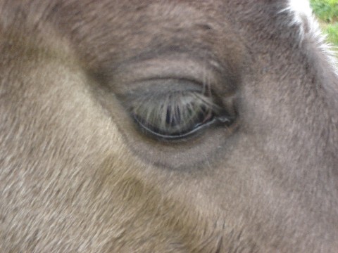 oeil tout.jpg
